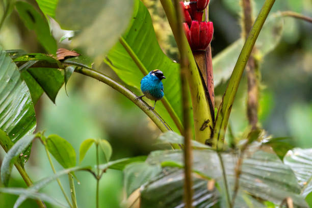 istock Golden-naped tanager on a plant stem in a brightly colored tropical setting 2181414004