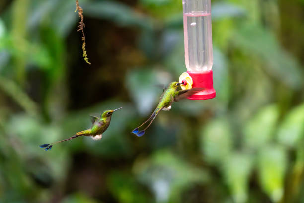 A close-up of a violet-fronted hummingbird (Chionomesa fimbriata) feeding on a plastic nectar feeder filled with sugar water, capturing its vibrant feathers and graceful presence in Florianópolis, Brazil.