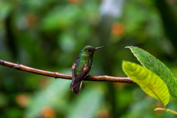 istock Buff-tailed coronet hummingbird perched on branch while facing right towards green leaves 2181414057