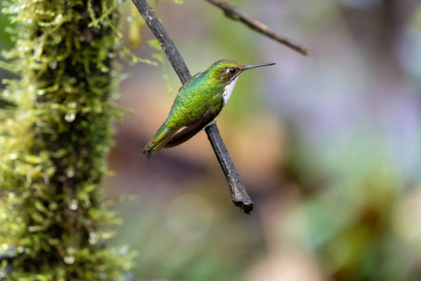 istock Andean emerald hummingbird perched on a twig while facing right. Profile view from beak to tailfeathers 2181414162