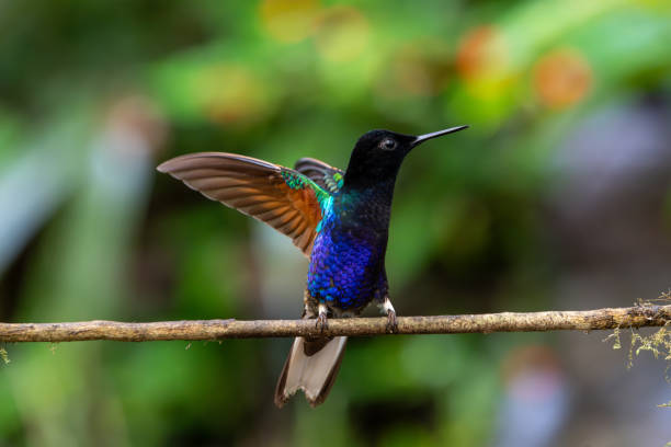 istock Velvet-purple coronet hummingbird with wings fully extended while perching on a branch 2181414185