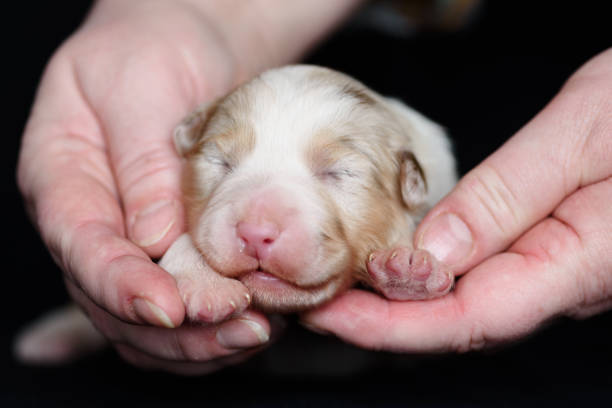 istock Australian Shepherd newborn puppie 2181414195