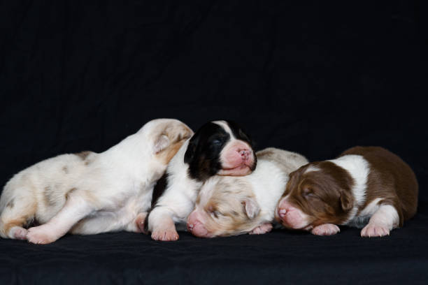 istock Australian Shepherd newborn puppie 2181414201