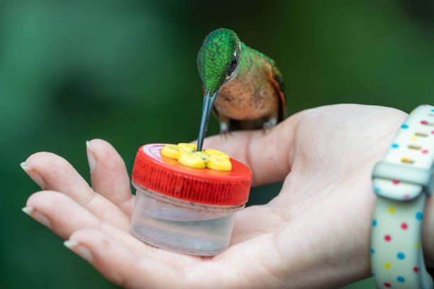Macro view pf a fawn-breasted brilliant hummingbird perched in a person's thumb while eating from a feeder in their hand. In Mindo, Ecuador.