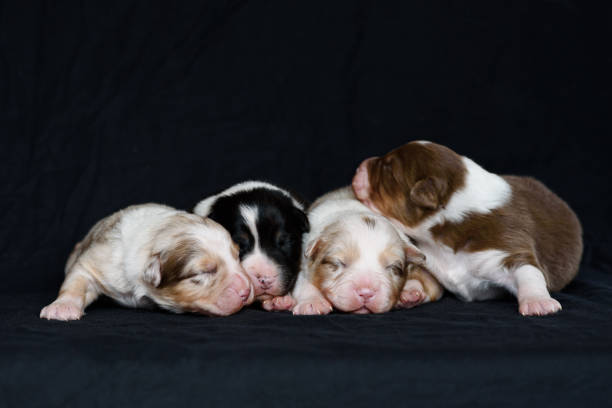 istock Australian Shepherd newborn puppie 2181414222