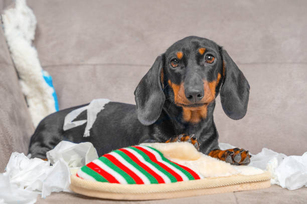 istock Playful dachshund with christmas slipper and torn paper on sofa 2181414259