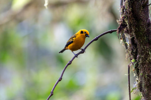 istock A golden tanager looks inquisitively at the camera while perched on a delicate branch 2181414619