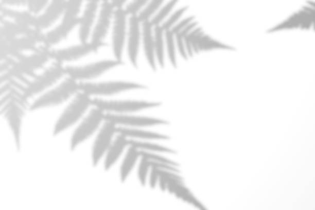 istock Fern branch shadow. Leaf shadow overlay. Sunlight trough the leaf. Nature organic shadow. Blurred Leaf shadow and light on wall background. 3d rendering 2181414732