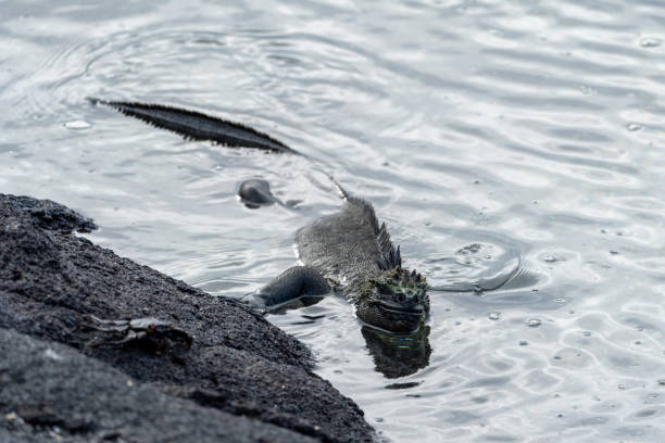 Marine iguana puts one foot on a rock as it begins to exit the water