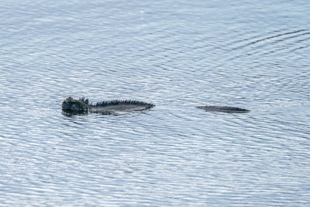 Marine iguana swimming through the water in profile, with back and tail both visible above the surface. In the Galapagos islands.