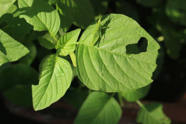 istock spinach plant leaves with attractive shapes and colors 2181415732