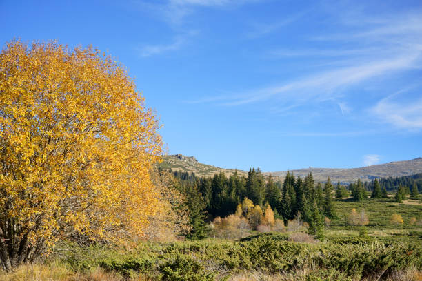 High angle view of forests on Vitosha  mountain , Bulgaria.