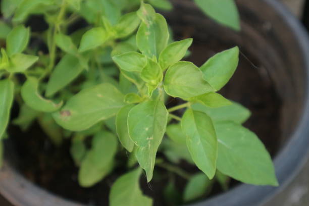 istock Ocimum basilicum plants grow well in pots 2181416412
