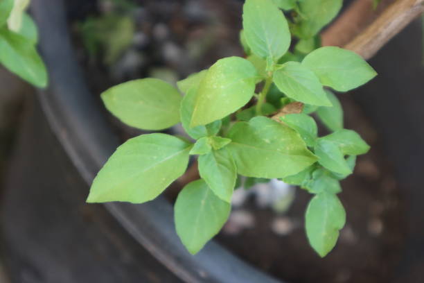 istock Ocimum basilicum plants grow well in pots 2181416477