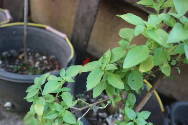 istock Ocimum basilicum plants grow well in pots 2181416482