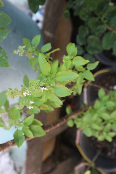 istock Ocimum basilicum plants grow well in pots 2181416487