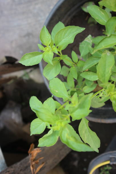 istock Ocimum basilicum plants grow well in pots 2181416510