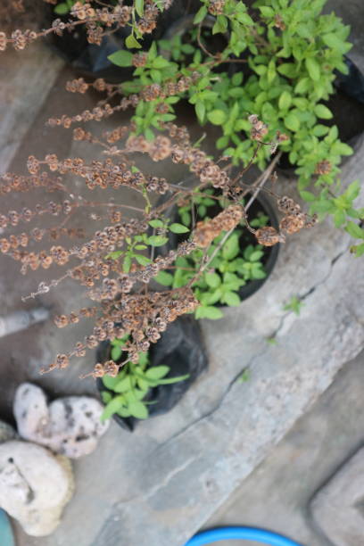 istock Ocimum basilicum plants grow well in pots 2181416521
