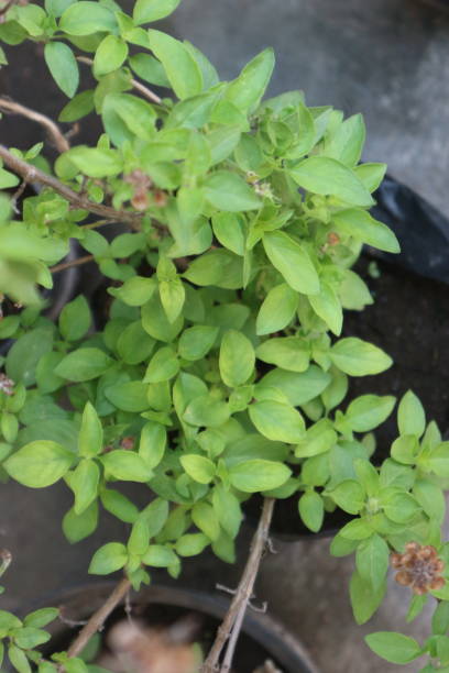 istock Ocimum basilicum plants grow well in pots 2181416633