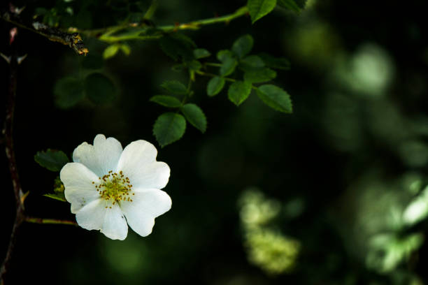 white flower in dark forest