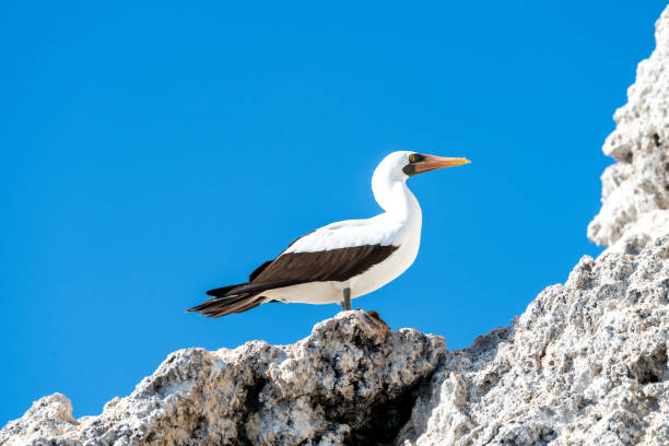 Nazca booby standing on white rock against brilliant blue sky. In the Galapagos islands.