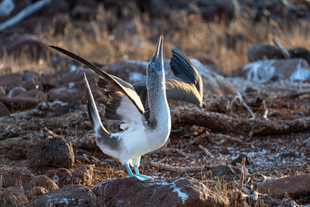 Blue-footed booby strikes a dramatic pose with head up and wings extended as part of a mating dance. In the Galapagos islands.