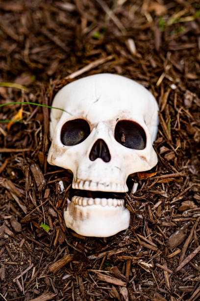 Halloween skull decorations. Halloween skull skeleton for decorated house. Scary skull Decorated at front yard of a American home. Trick or treat. Halloween skull background. Holiday of Halloween