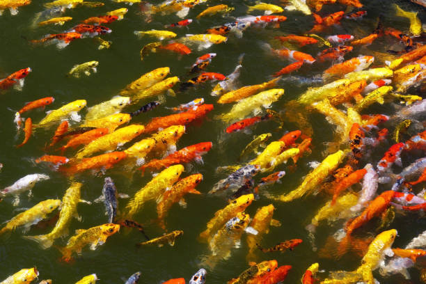 istock fancy carp or koi fish in pond 2181417256