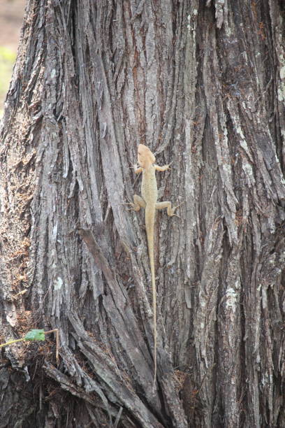 istock close up of a small white chameleon crawling on a tree 2181417597