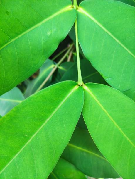 istock close up texture of young green leaves 2181418234