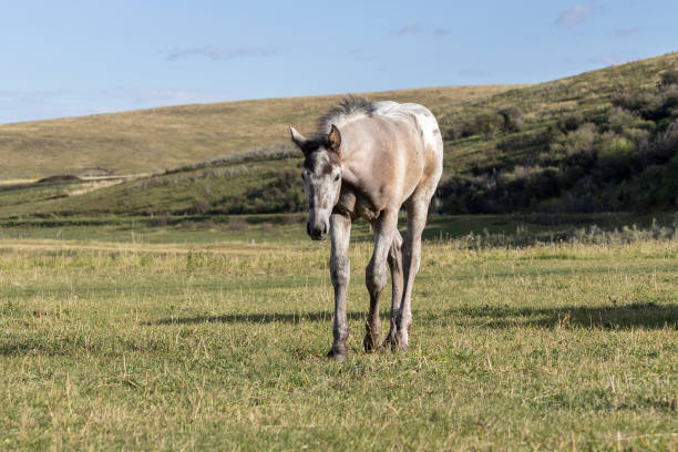 One young grey foal outdoors on a ranch with a hill and green grass in the pasture.
