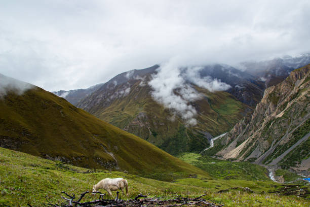 Landscape view of Horse grazing on the Mountain hill in Manag, Nepal.