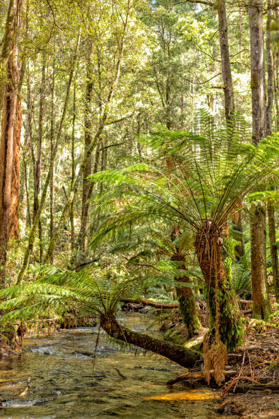 istock Large tree ferns growing in the Mount Field National Park 2181435571