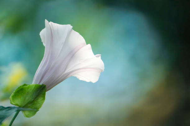 flower of a flower