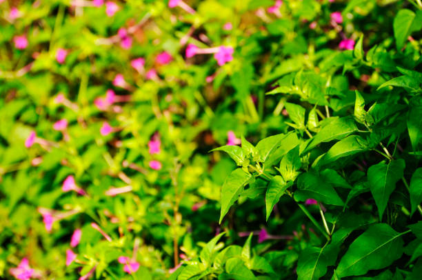 pink flower in the garden