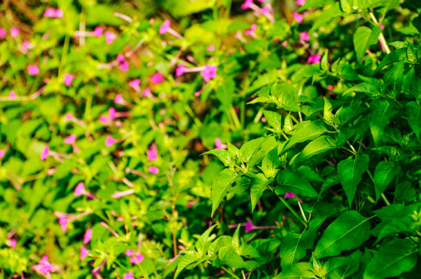 pink flower in the garden