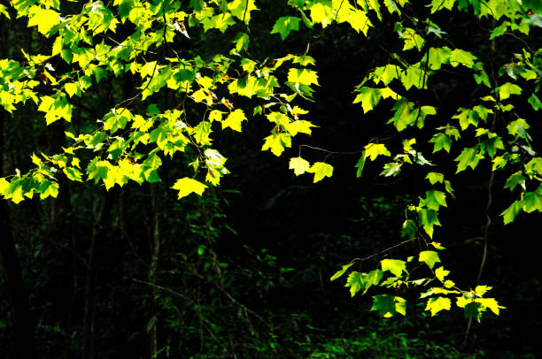 green maple leaves against the sun