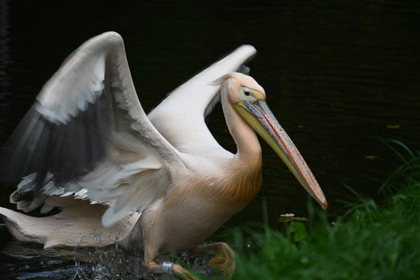 istock Graceful Pelican Spreading Wings by Tranquil Waters Edge 2181439087