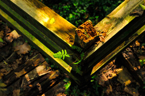 Wooden fence with moss