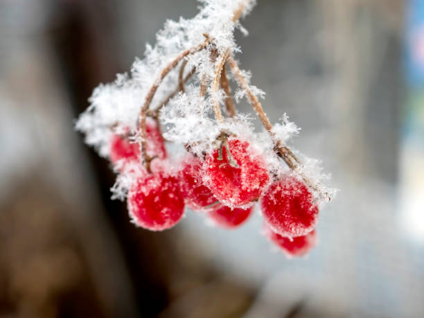 red frozen viburnum berries covered with snow, individual snowflakes are visible, macro