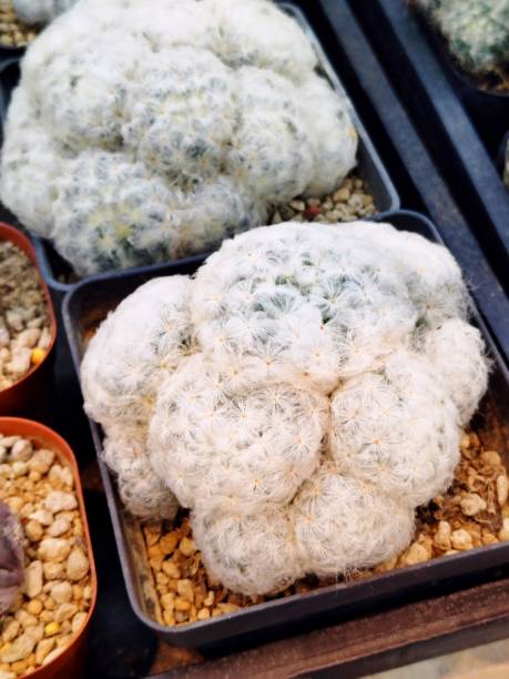 istock Mammillaria plumosa 2181442382