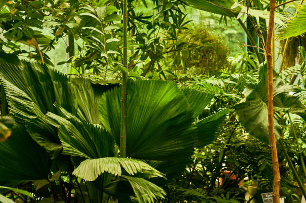 A vibrant tropical garden featuring lush green foliage and vivid pink flowers, showcasing the natural beauty and diversity of plant life.