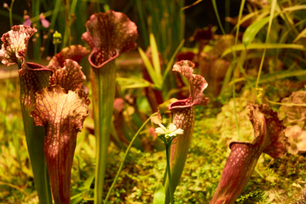 Sarracenia in the botanical garden.  Close up.