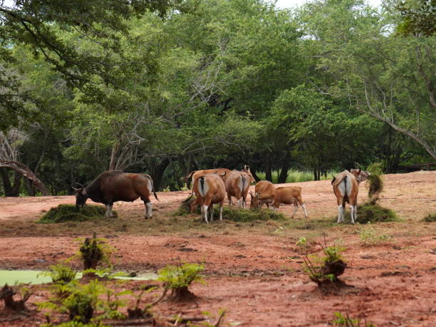 istock Banteng Herd Feeding in EnclosureBanteng Herd Feeding in Enclosure. 2181442802