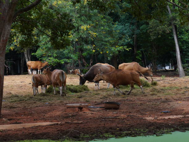 istock Banteng Herd Feeding in Enclosure Banteng Herd Feeding in Enclosure. 2181442803