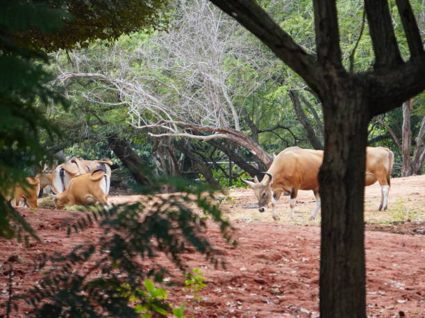 istock Banteng Herd Feeding in EnclosureBanteng Herd Feeding in Enclosure. 2181442804