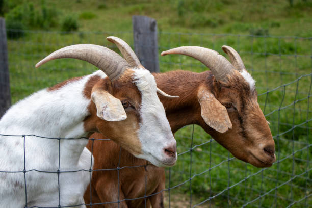 istock Two goats haning over a fence 2181443117