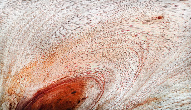 Abstract wood texture as background, macro view