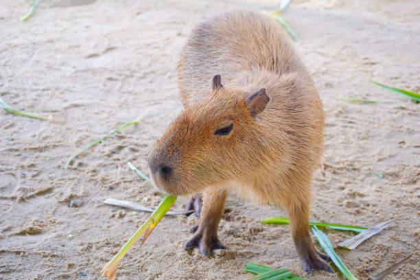 istock Capybara is eating grass in the enclosurel at zoo 2181444946