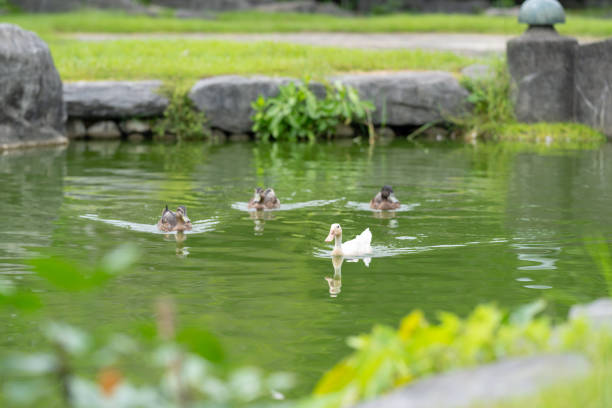 Group of ducks are swimming in a pond. There are four ducks in the water, with one of them being a white duck
